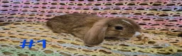 Mini Lop rabbits for sale: 7 Cute Baby Mini Lop Rabbits - Advert 3