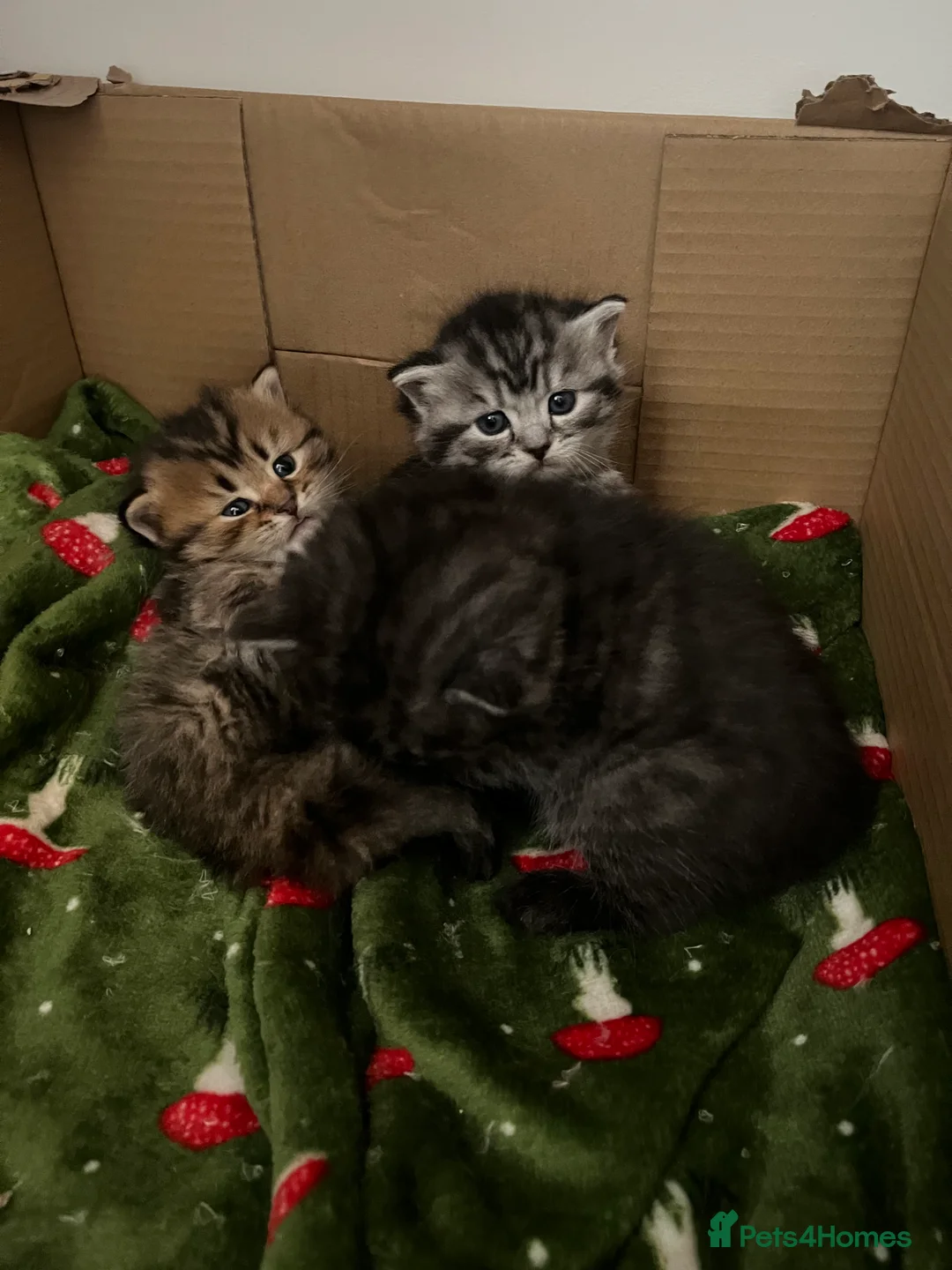 British Shorthair cats for sale: 3 beautiful kittens for sale Bsh/norwegian   - Advert 19