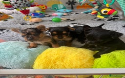 Mixed Breed dogs for sale: French yorkie (frorkie) puppies  - Image 18