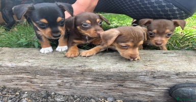 Mixed Breed dogs - Advert 4