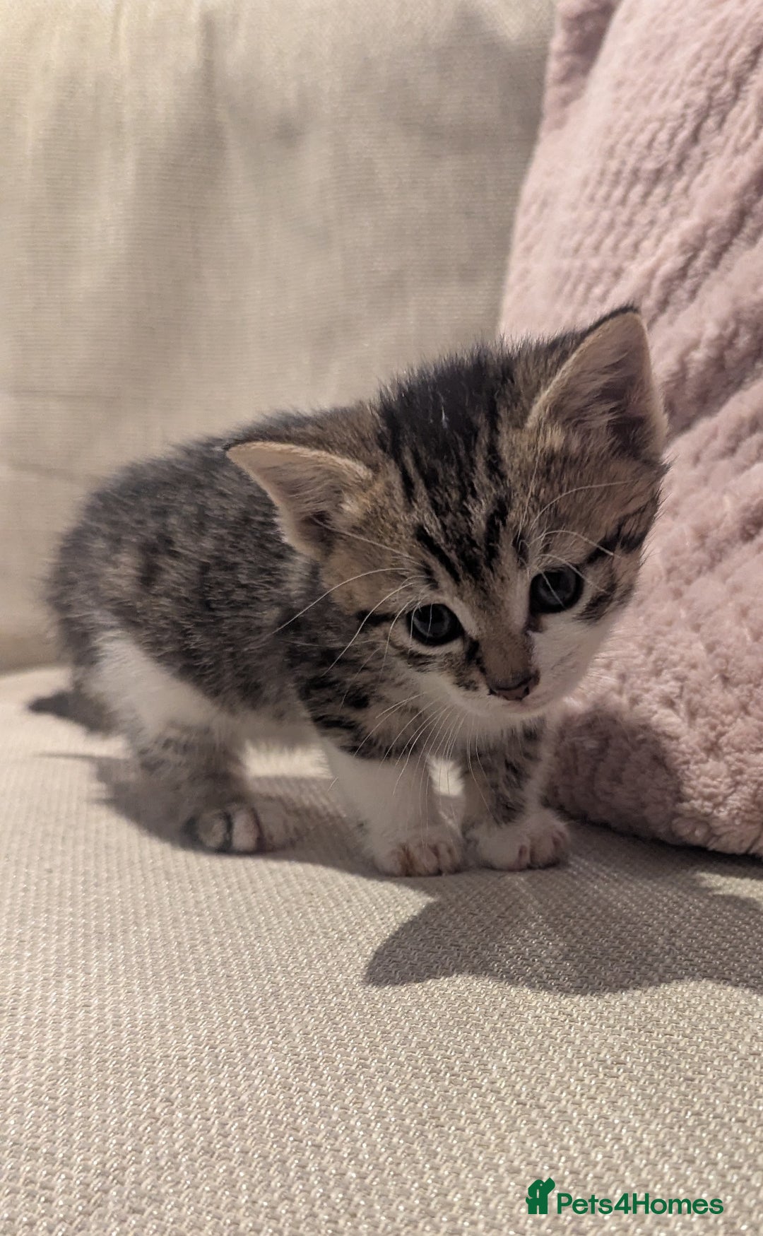 Mixed Breed cats for sale: Kittens - Advert 5