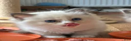 Ragdoll cats for sale: Registered pedigree cherubim Ragdolls - Advert 4