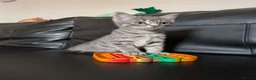 Mixed Breed cats for sale: Grey Tabby Female Kitten – British Shorthair Mix - Advert 4
