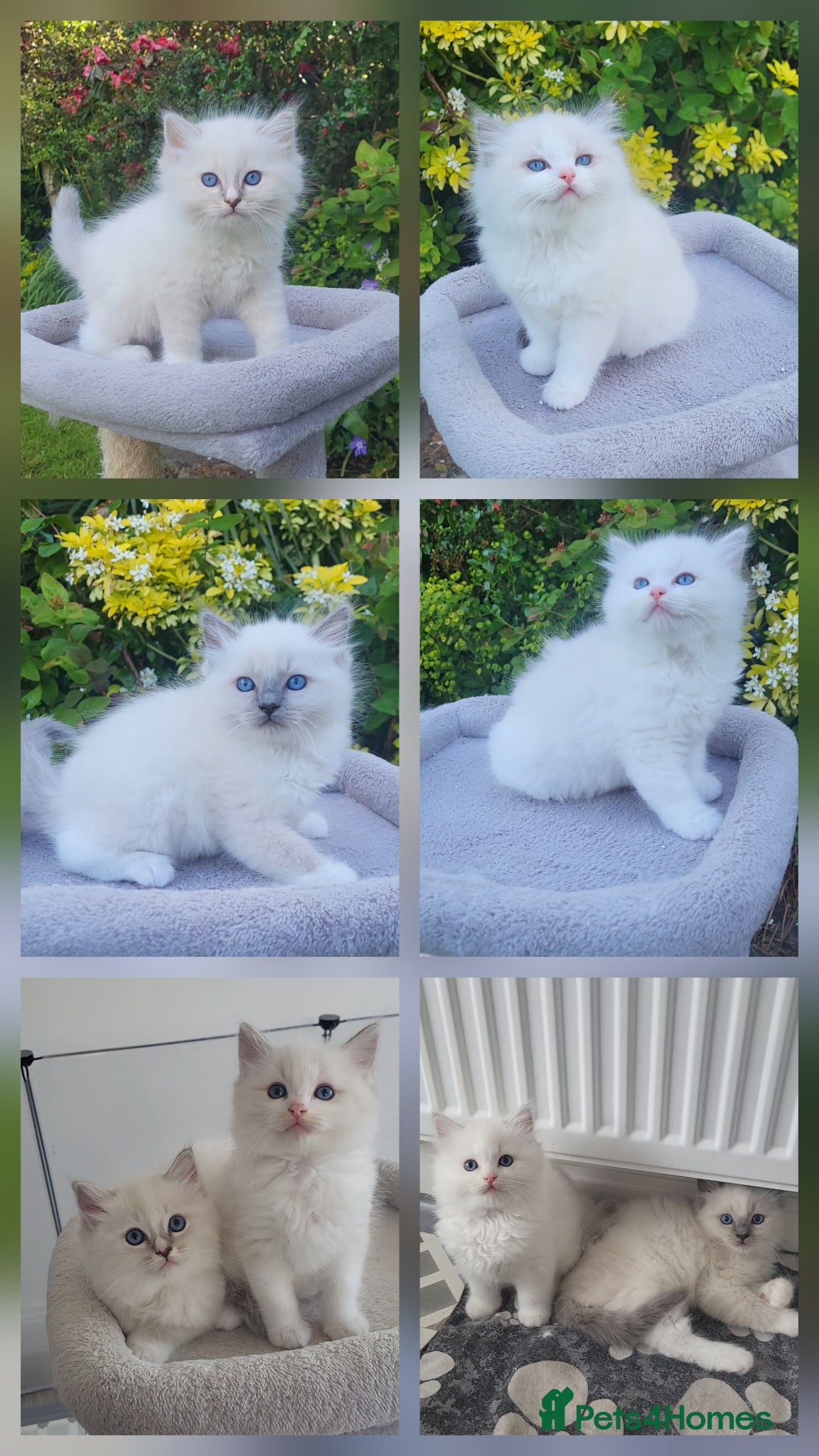 Ragdoll cats Beautiful GCCF ragdoll babies  - Advert 13