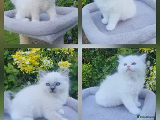 Ragdoll cats HCM/PKD clear ragdoll babies - Advert 1
