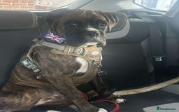 Boxer dogs for sale: Boxer champ bloodline male - Image 7