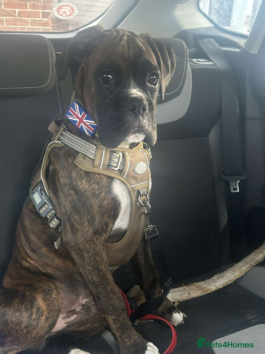 Boxer dogs for sale: Boxer champ bloodline male - Image 7