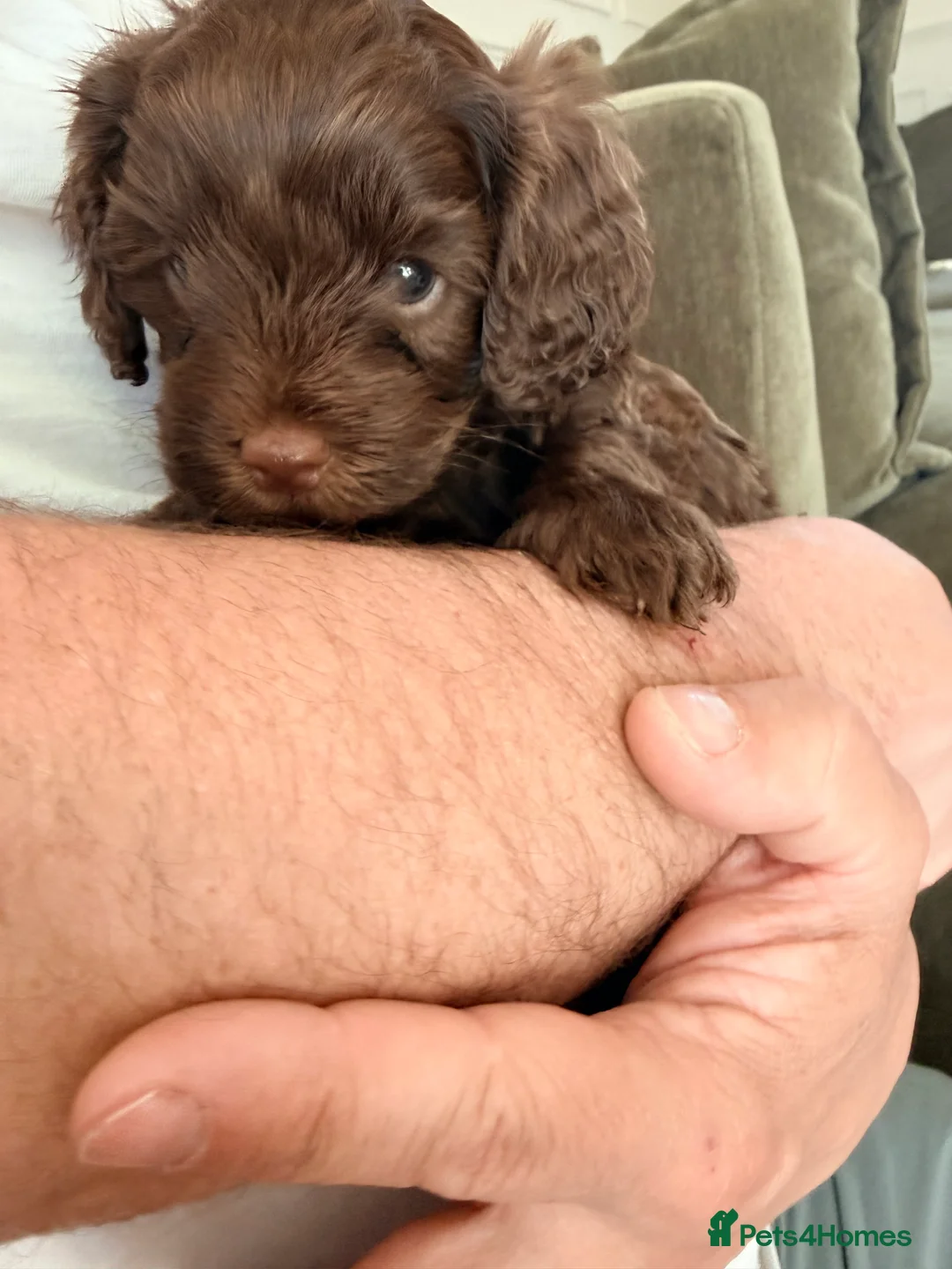 Mixed Breed dogs for sale: Chocolate Brown Cavapoo/Cockapoo pups - Advert 2