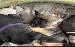 Mixed Breed dogs for sale: french bulldog x cairnterrier READY ON 7/10  - Image 4