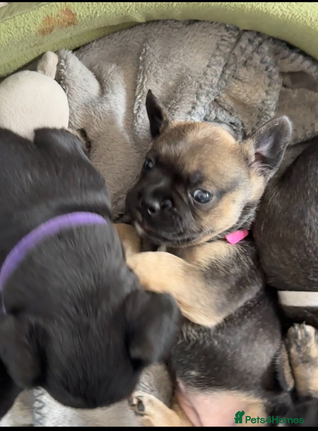 Mixed Breed dogs for sale: french bulldog x cairnterrier READY ON 7/10  - Image 4