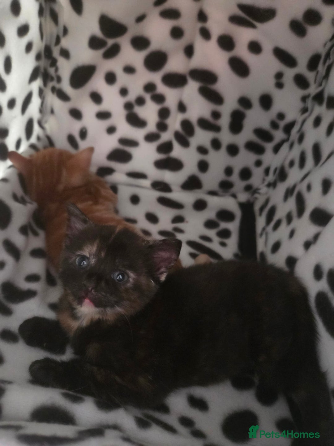 British Shorthair cats for sale: 4 beautiful mixed colour - Image 22
