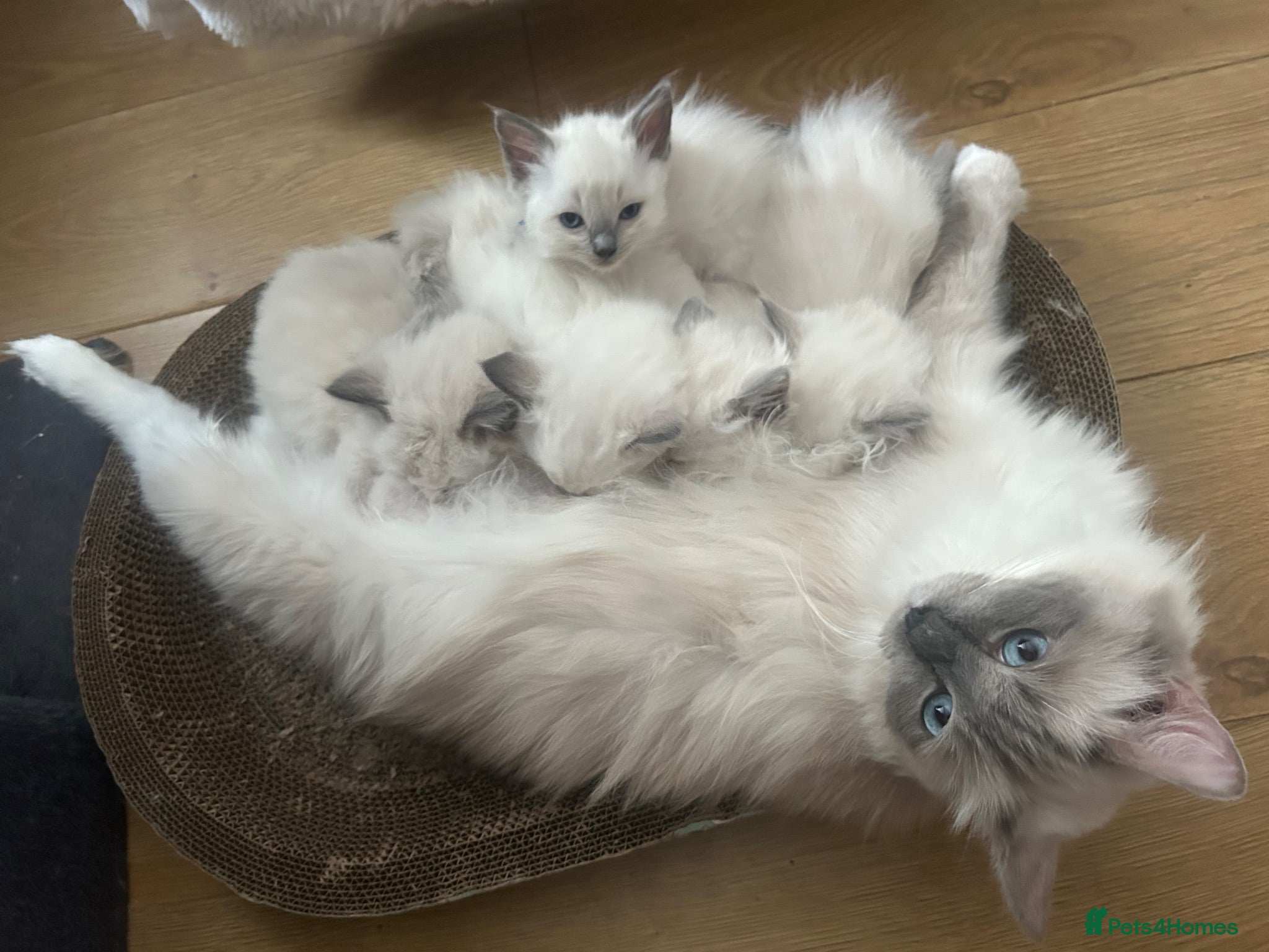Ragdoll cats GCCF reg ragdolls - Advert 1