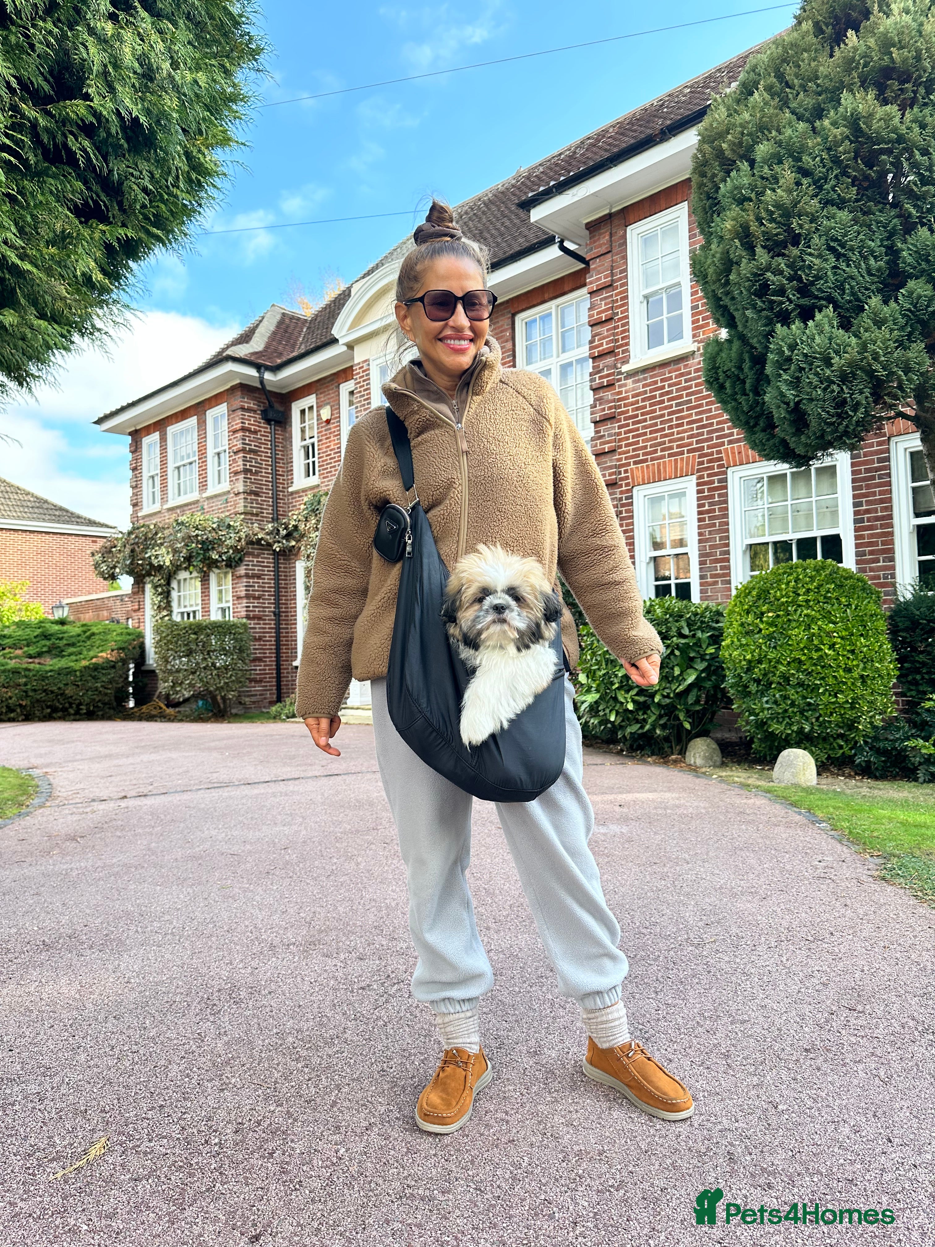 Shih Tzu dogs An incredibly handsome Shih Tzu male❤️ - Advert 1