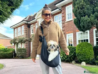 Shih Tzu dogs An incredibly handsome Shih Tzu male❤️READY NOW ❤️ - Advert 5