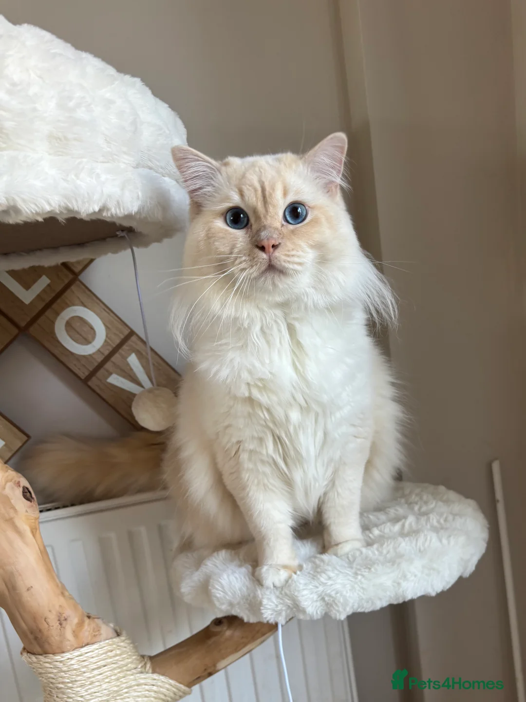 Ragdoll cats for stud: Flame point ragdoll  - Advert 6