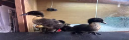 Mixed Breed poultry for sale: Cayuga x Indian Runner Ducklings - Advert 4