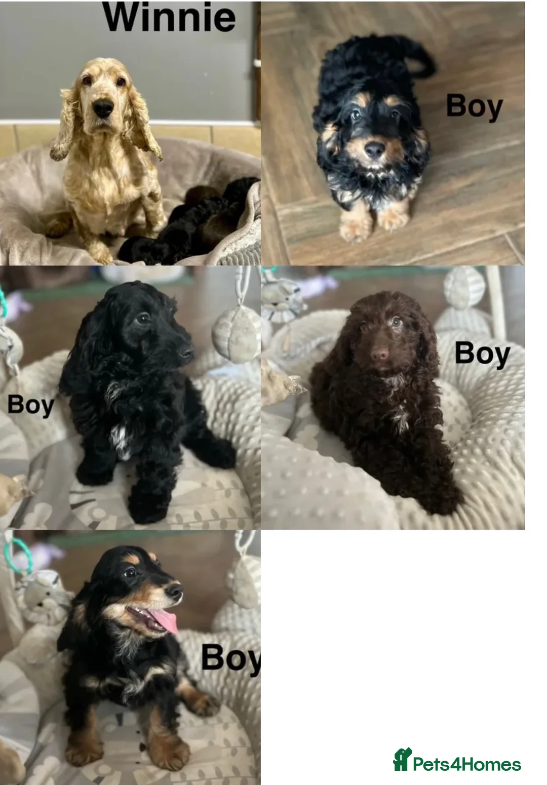 Cockapoo dogs for sale: Stunning cockapoo boys and girls ready now  - Advert 2