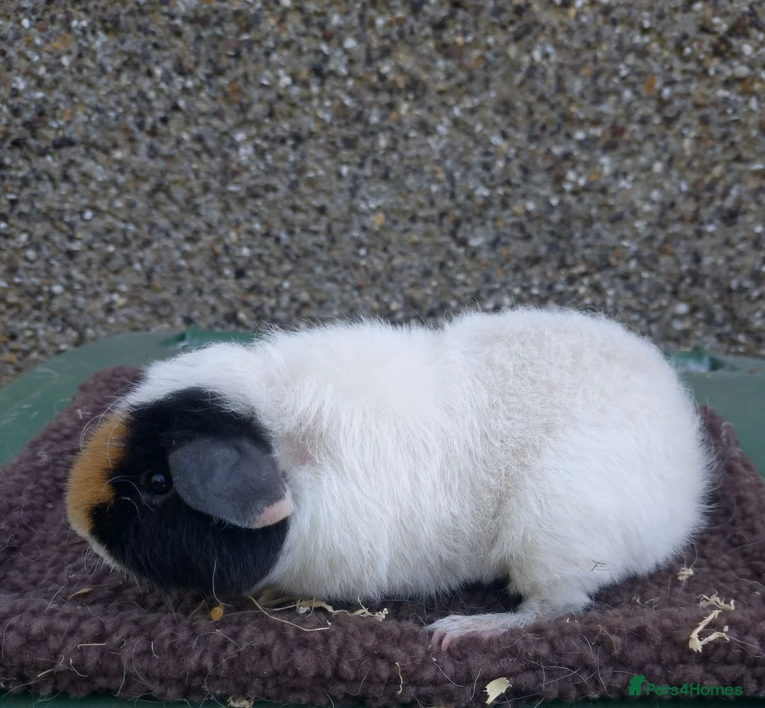 Guinea Pig rodents for sale: Young guinea pigs - Advert 1