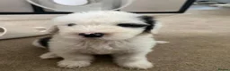 Old English Sheepdog dogs for sale:  Blue Eyes Old English Sheepdog Puppies  - Advert 4