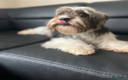 Biewer Terrier dogs for sale: 5 Adorable Purebred Biewer Terriers - Image 13