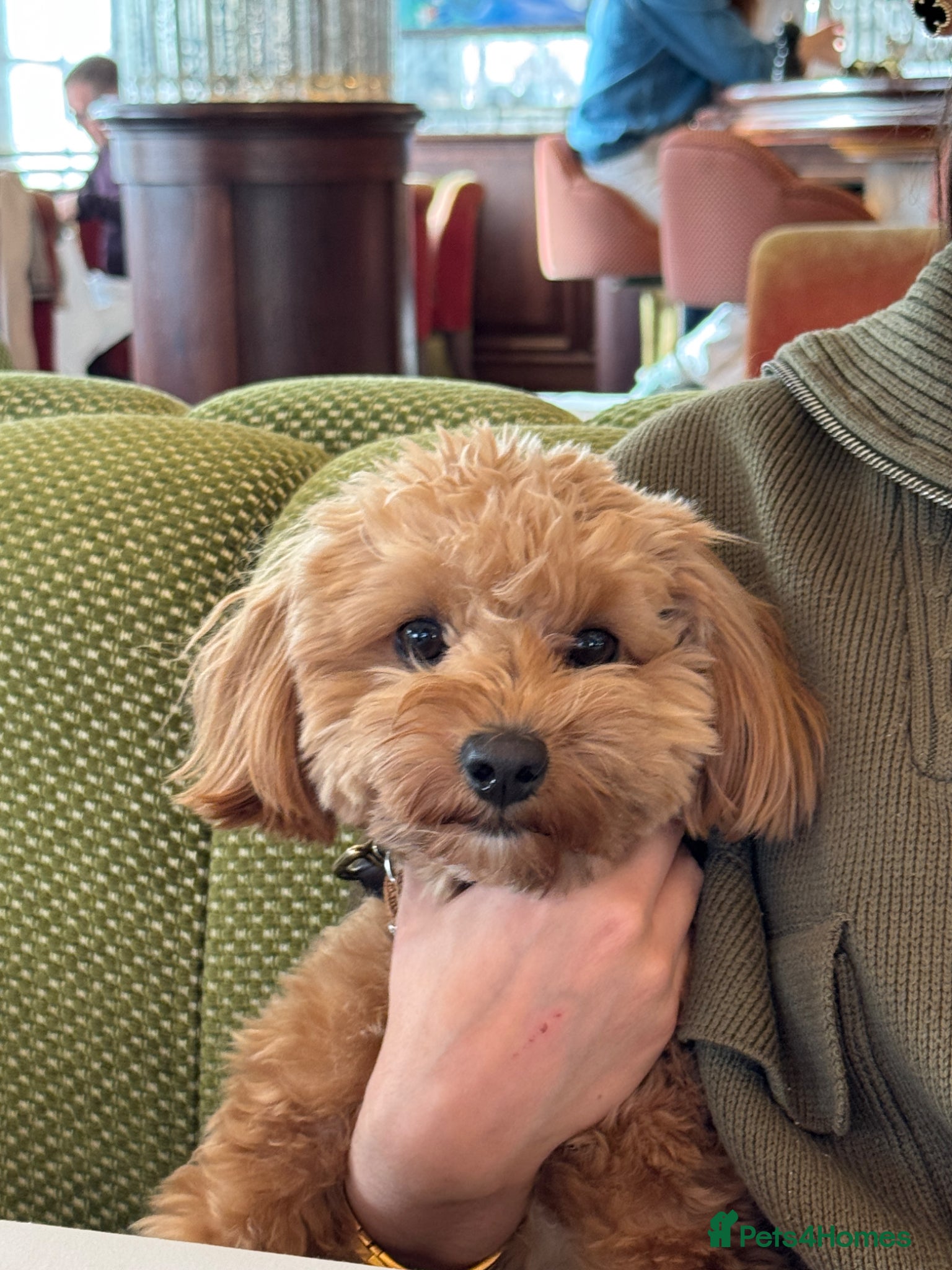 Mixed Breed dogs JEAN PHILIPPE COCKAPOO X TOY POODLE - Advert 2