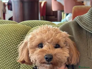 Mixed Breed dogs JEAN PHILIPPE COCKAPOO X TOY POODLE - Advert 2