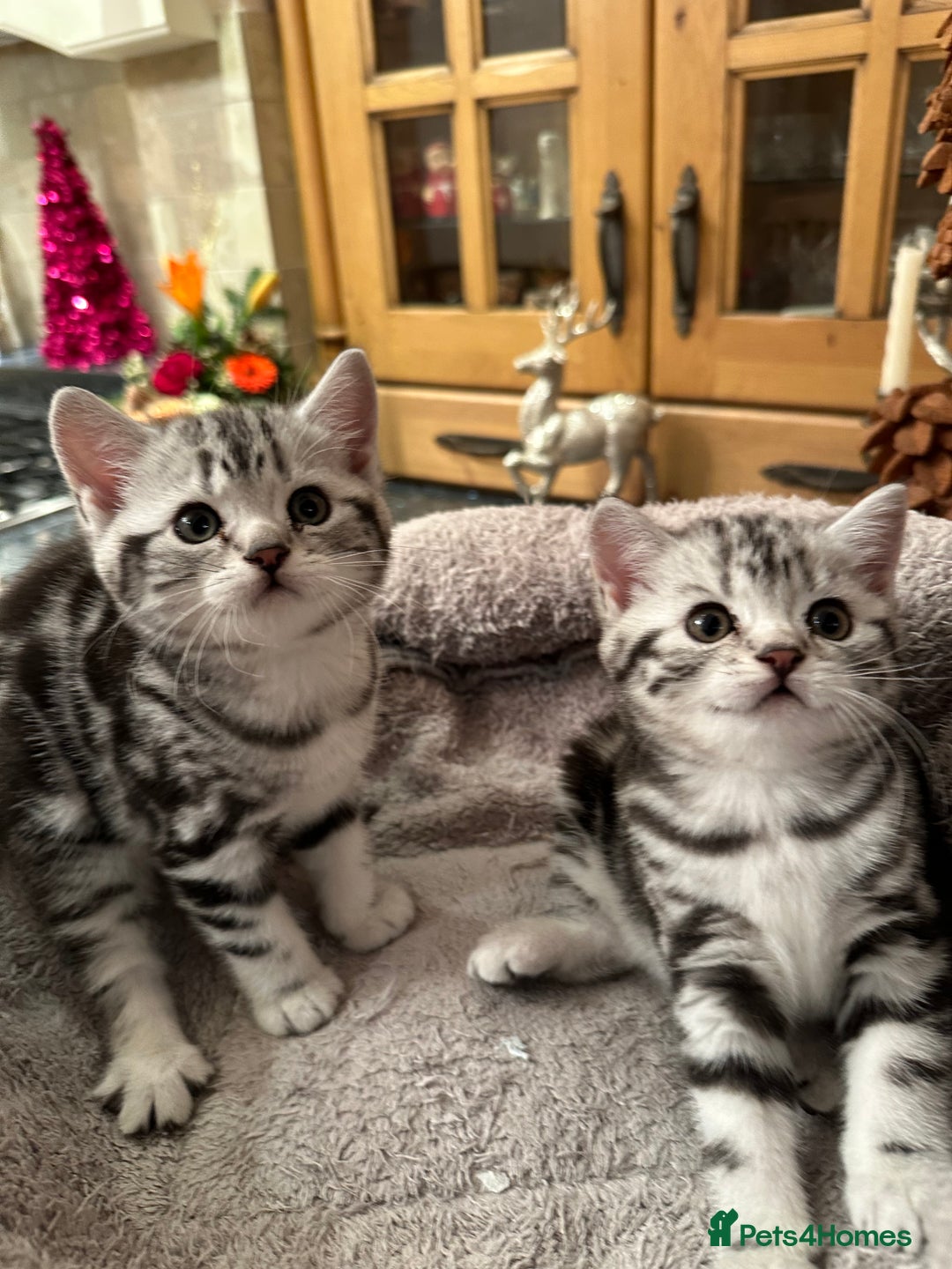 British Shorthair cats for sale: BSH stunning Silver Tabby kittens - Advert 8