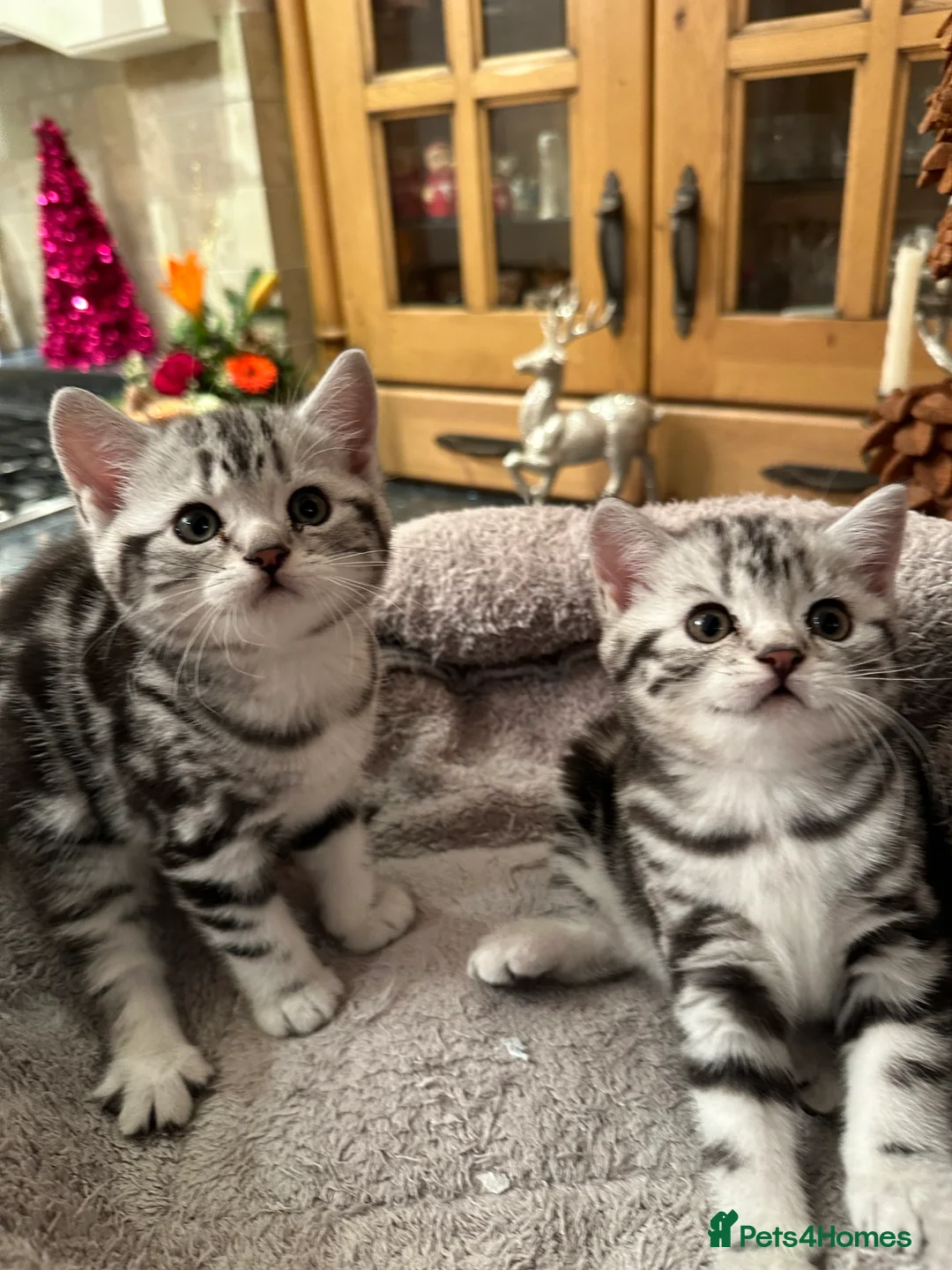 British Shorthair cats for sale: BSH stunning Silver Tabby kittens - Advert 9