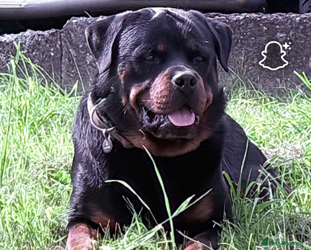 Rottweiler dogs for sale: Rottweiler Puppies  - Image 29