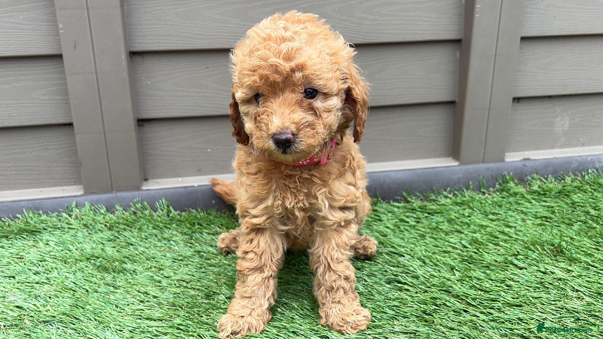 Miniature Poodle dogs KC DNA Health Tested Red Miniature Poodle Puppies - Advert 2