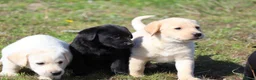Labrador Retriever dogs for sale: Labrador puppies. Beautiful black and golden pups - Advert 1