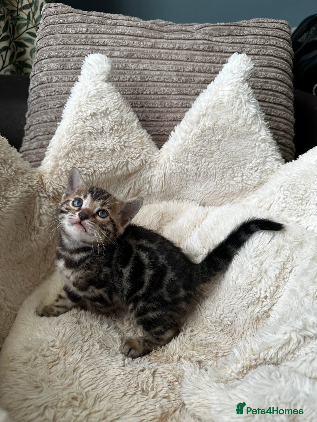 Bengal cats for sale: TICA registered bengal kittens available! - Advert 33