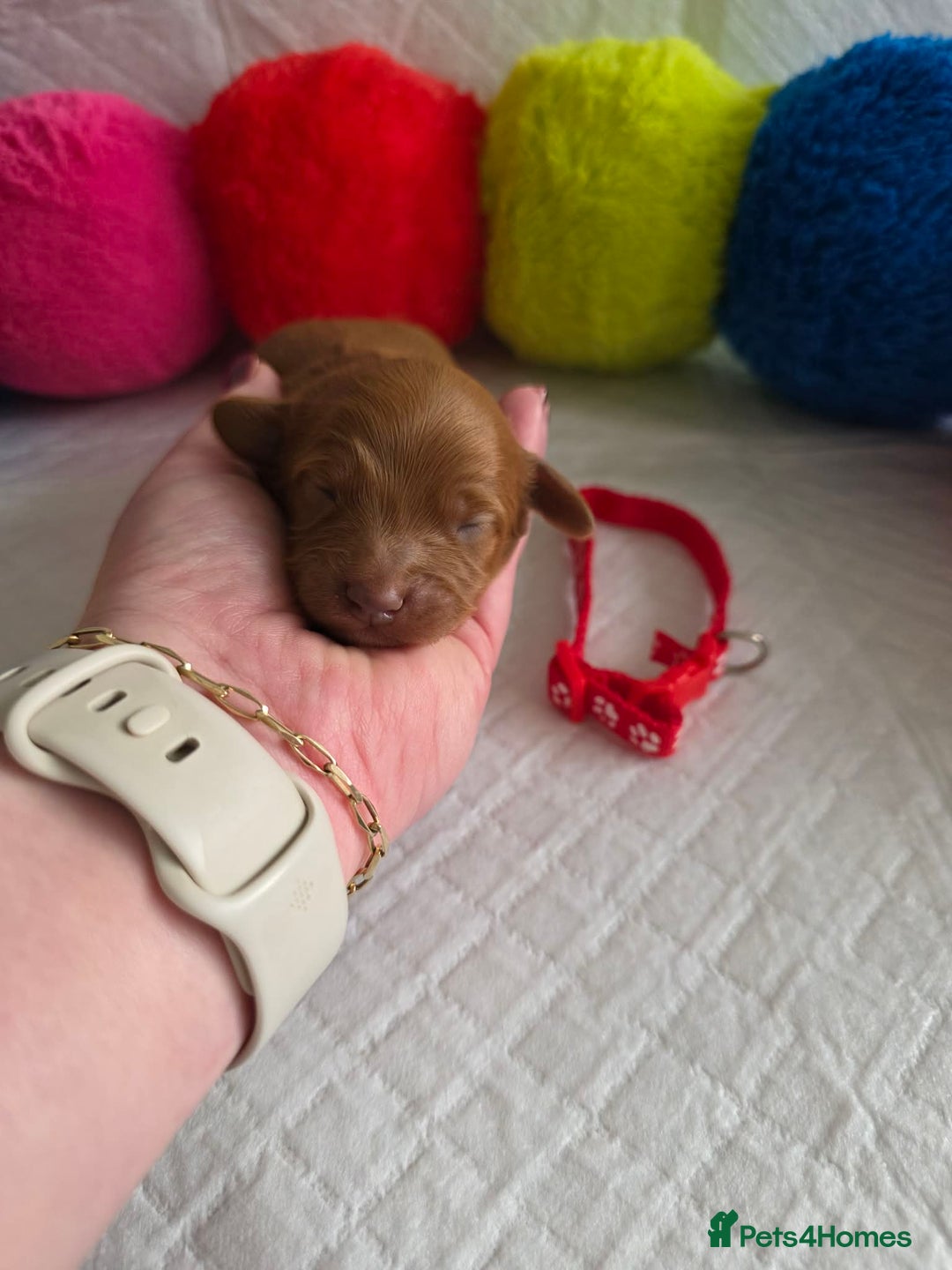 Cavapoo dogs for sale: 🥇 Finest Quality Beautiful F1b Cavapoos 🥇 - Advert 19