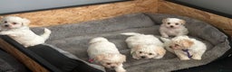 Bichon Frise dogs for sale: Bichon Maltese - Advert 8