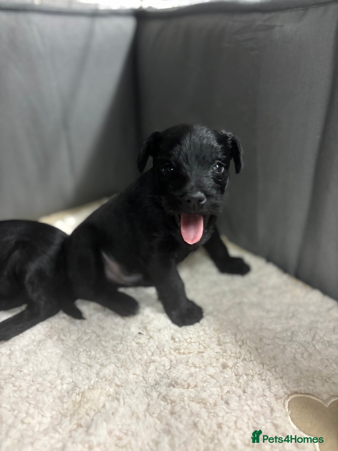 Miniature Schnauzer dogs for sale: Kc miniature schnauzer  - Advert 4