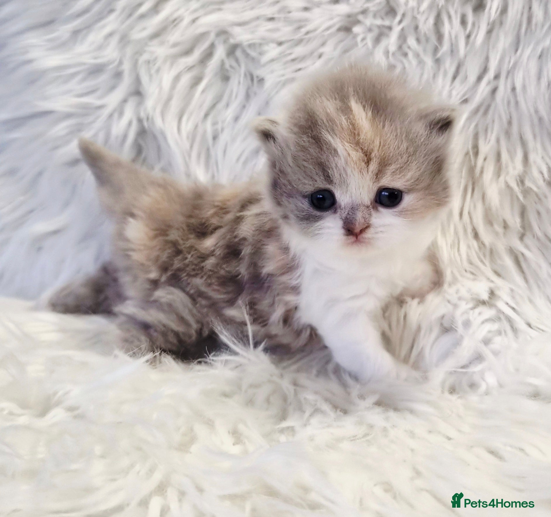 British Shorthair cats Gorgeous British shorthair kittens and 1 longhair  - Advert 17