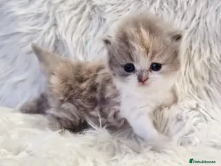 British Shorthair cats Gorgeous British shorthair kittens and 1 longhair - Advert 17