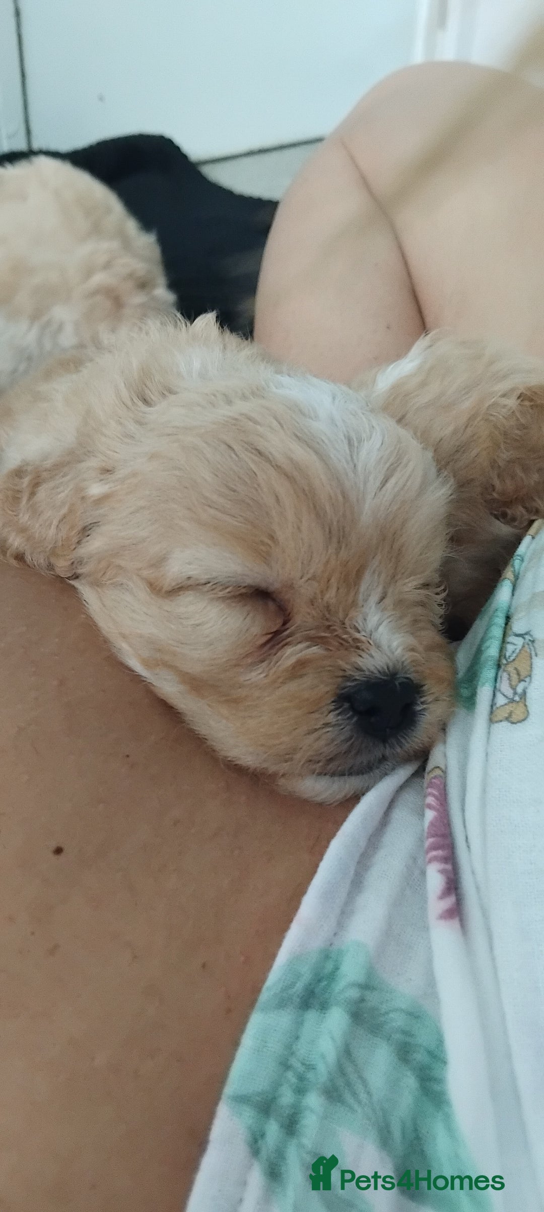 Cavapoo dogs for sale: Adorable cavapoo puppies - Image 5