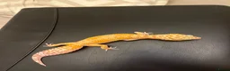 Leopard Gecko reptiles for sale: White&Yellow Snow Tremper 50% Het Eclipse - Advert 8