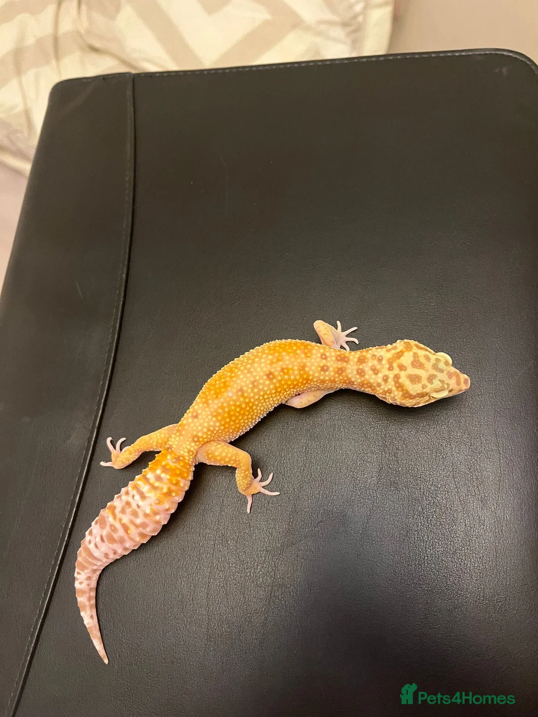 Leopard Gecko reptiles for sale: White&Yellow Snow Tremper 50% Het Eclipse - Advert 8