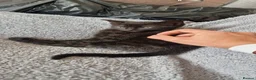 Mixed Breed cats for sale: Kittens for Sale - Advert 10