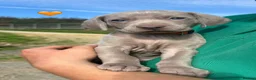 Weimaraner dogs for sale: Weimaraner Puppies READY NOW one left ! - Advert 10