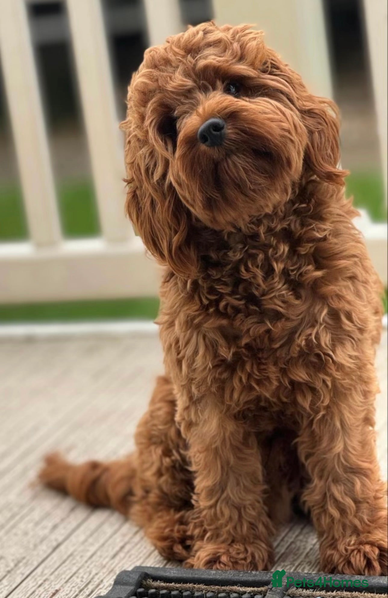 Cavapoo dogs Stunning cavapoo puppies. Viewing welcomed   - Advert 12