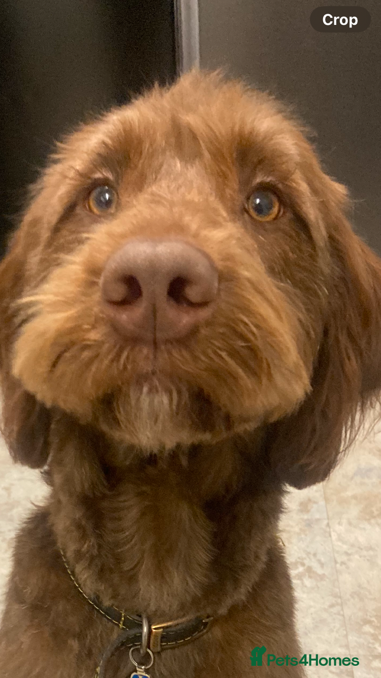 Labradoodle dogs Labradoodle  - Advert 1