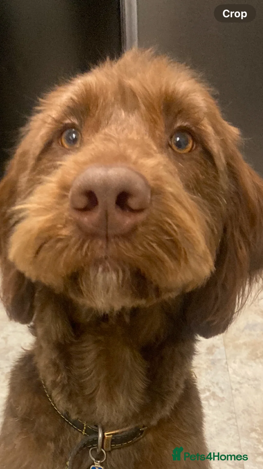 Labradoodle dogs for sale: Labradoodle  in Cambridge - Advert 1