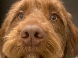 Labradoodle dogs Labradoodle - Advert 1