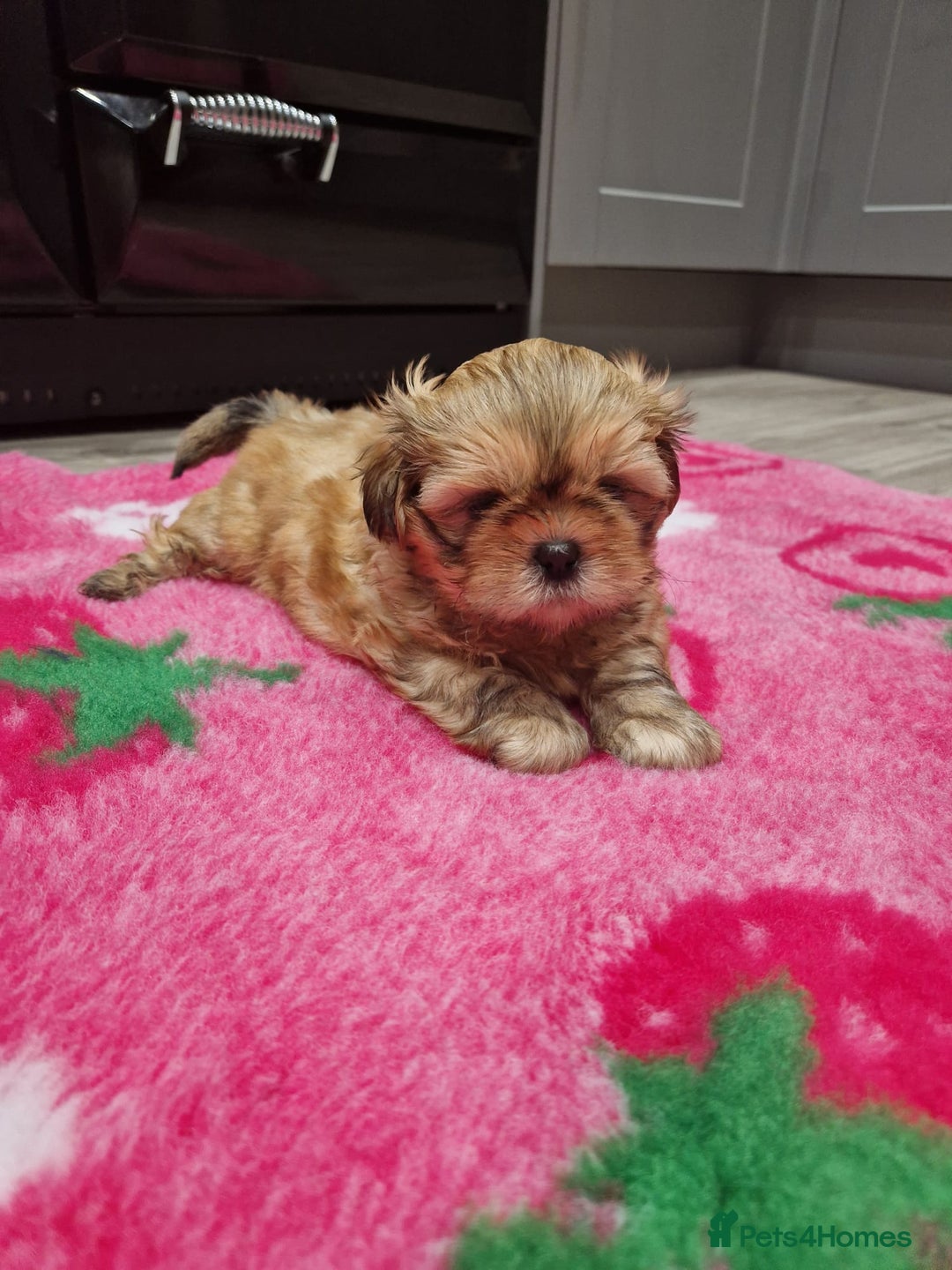 Shih Tzu dogs for sale: Shih Tzu Puppies - Advert 18