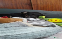 Mixed Breed dogs for sale: Mixed breed male puppy - Image 3