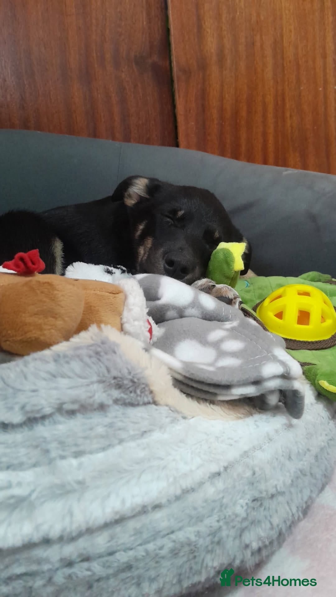 Mixed Breed dogs for sale: Mixed breed male puppy - Image 3