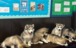 Siberian Husky dogs for sale: Beautiful husky  - Image 5